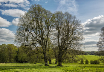 Countryside Path View