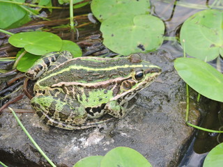 Лягушка на болоте