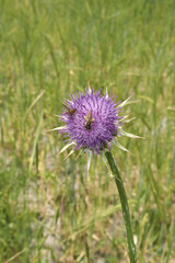 Silybum marianum
