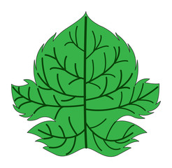 Maple Leaf Vector Illustration