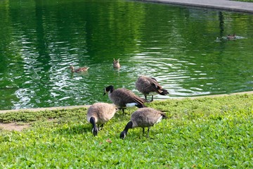 The geese in the grass near the lake water.