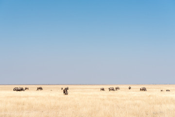 Herd of blue wildebeest, also called brindled gnu, between grass