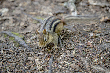 Chipmunk
