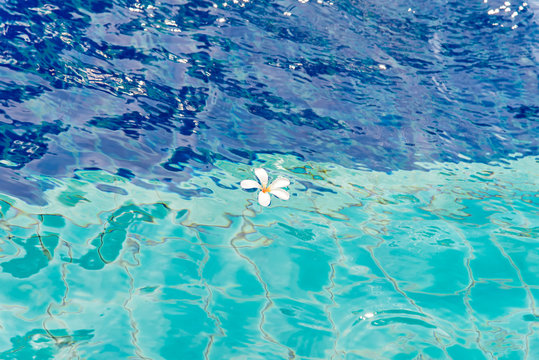 Fototapeta White flowers in the pool blue background