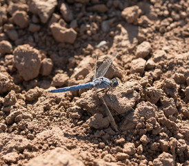 Dragonfly on the ground