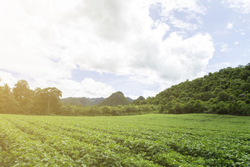 The sky is covered with orange light, covered with mountains, clouds and beautiful green trees.
