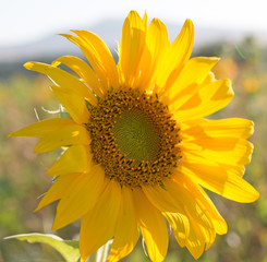Flower of sunflower