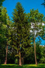 Fototapeta premium landscape