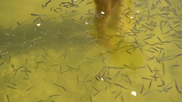 Feeding fish with pieces of bread