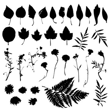 Big natural design elements floral set. Graphic collection with leaves and flowers elements. Spring summer design for invitation, wedding or greeting cards. Black silhouette, white background. Vector