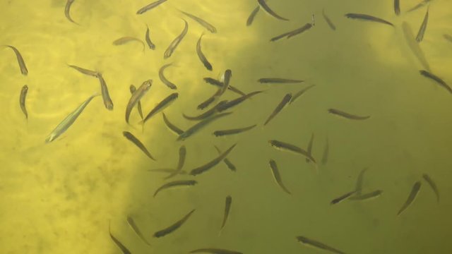 Hungry fish eats pieces of bread