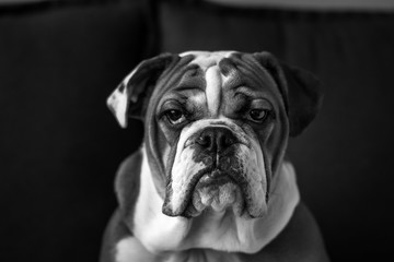 bulldog portrait