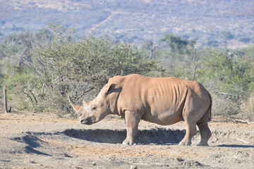 Fototapeta premium Breitmaul oder auch weisses Nashorn