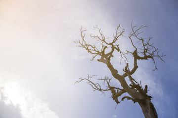 Dry trees die and sun burns with drought.