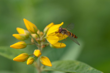 Insetto su un fiore