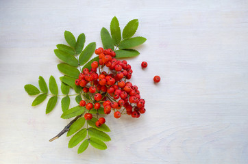 The branch of the mountain ash on a white wooden background