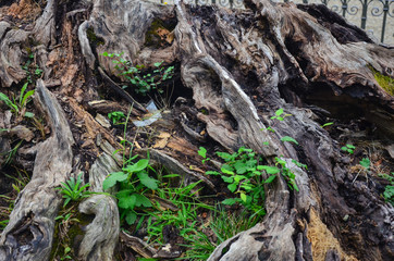 Roots