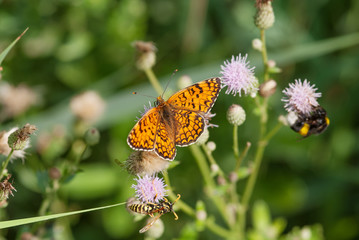 Farfalla su un fiore