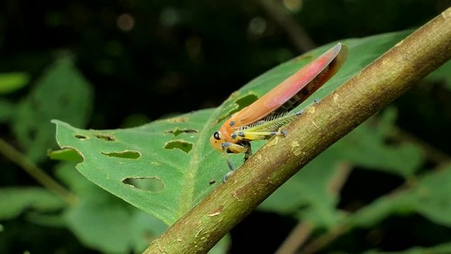 Planthopper on branch in tropical rain forest.