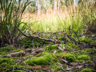 Forest ground