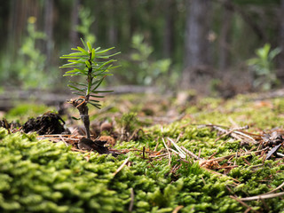 Conifer seedling growing in the wood