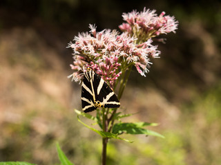 Jersey tiger butterfly sitting on a flower