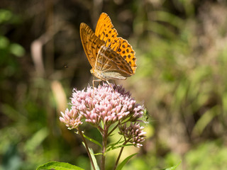 Argynnis butterfly sitting on a flower