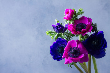 Fresh blooming blue and pink anemones flowers on gray stone background
