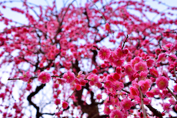 Japanse plum