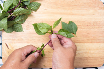 Chef shred Thai basil with hand