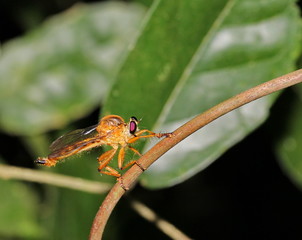 robber fly
