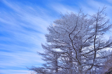 Fototapeta na wymiar frost covered trees