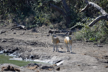 Klipspringer