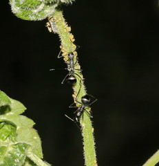 ant
