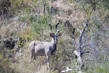 Kudu