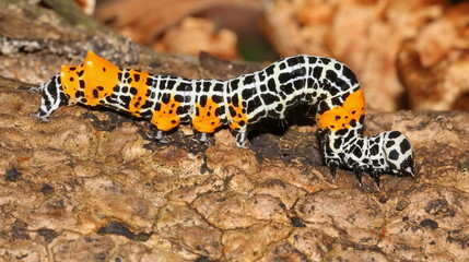 caterpillar