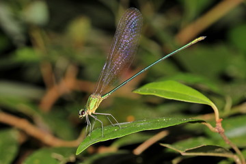dragonfly