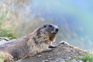 Marmota
