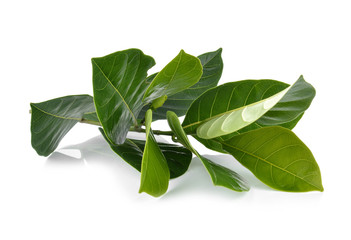 Jackfruit leaves isolated on white background