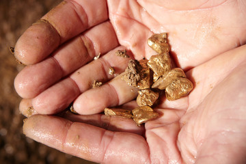 Detail of golden nuggets found by today prospector in sand of creek