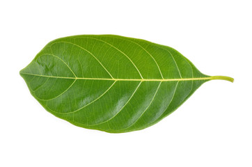 Fototapeta na wymiar Jackfruit leaves isolated on white background
