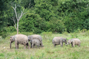 Obraz premium Wildlife of family Asian Elephant walking and looking grass for food in forest. Kui Buri National Park. Thailand.