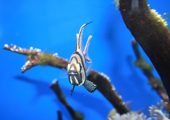 poisson exotique aquarium de Dubaï
