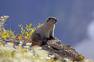 Hoary Marmot standing on rock in alpine, warming up from cool night.
