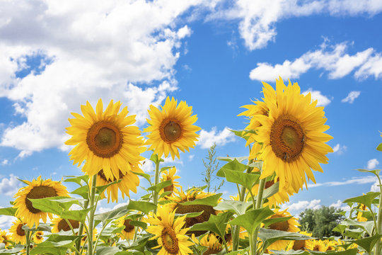 Sunflowers blue sky and White Clouds  Nature Sommer Season Background