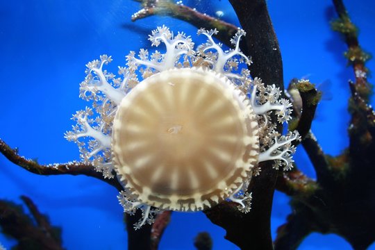 m&eacute;duse quarium de Duba&iuml;