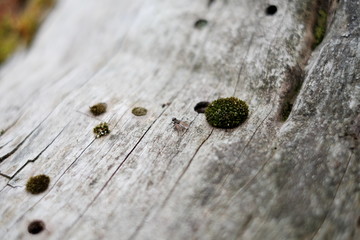 Macro fly on the tree