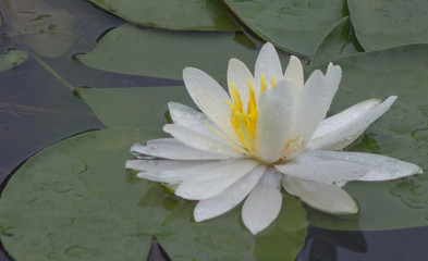 Water lilly