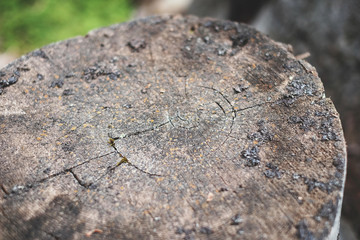 Cut tree texture