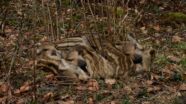 Wildschweine, Frischlinge beim gemeinsamen Schlaf, M&auml;rz